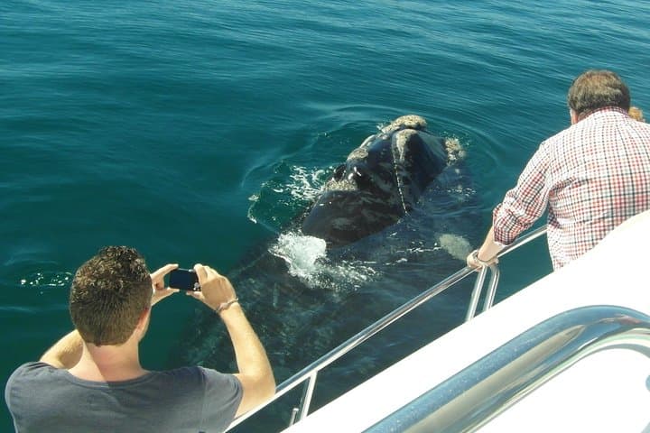Hermanus Whale Watching & Penguins Tour from Cape Town photo 5