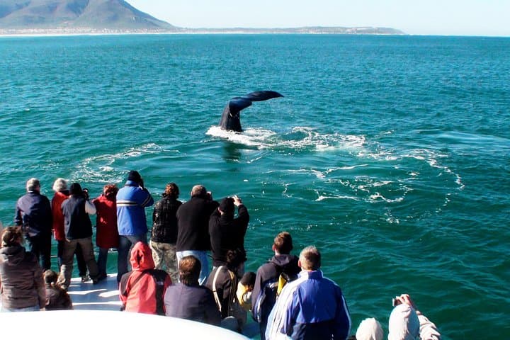 Hermanus Whale Watching and Hemel‑en‑Aarde Wine Tour from Cape Town photo 3