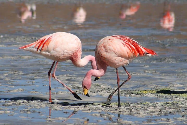 Paracas National Reserve: Sea, Desert & Wildlife Day Tour
