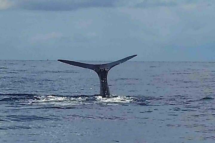 Dominica Whale & Dolphin Cruise from Roseau — Sperm Whales Year-Round
