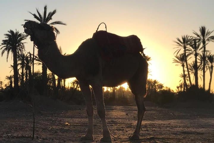 Palmeraie Sunset Camel Ride — Palm-Grove Tour with Berber Tea and Dinner