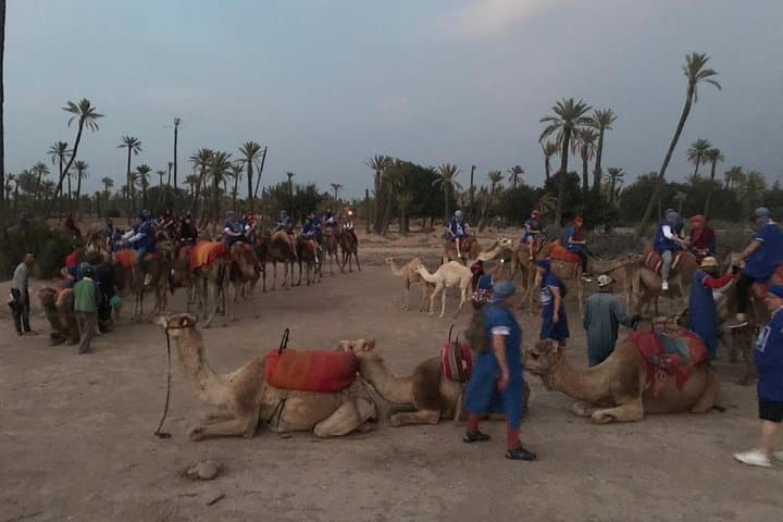 Palmeraie Sunset Camel Ride — Palm-Grove Tour with Berber Tea and Dinner photo 5