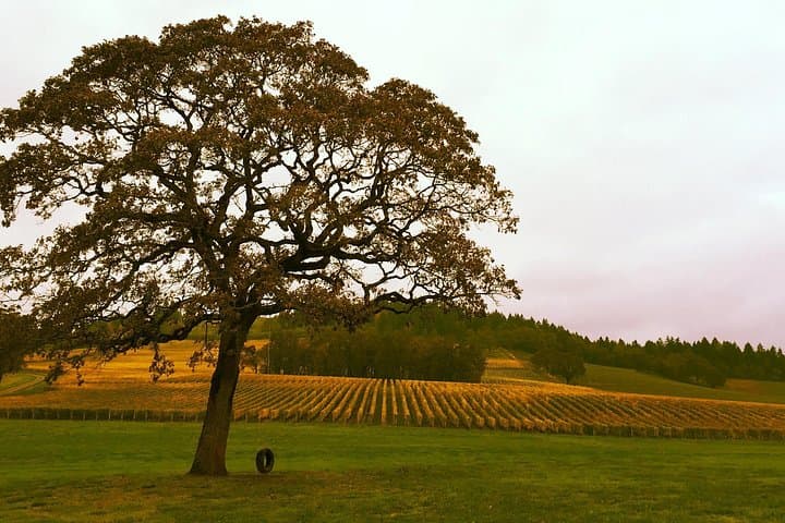 Willamette Valley Private Wine Tour from Portland — Tasting Fees Included photo 5