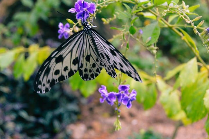 Entopia & Tropical Spice Garden Tour — Butterflies, Spices, and Coastal Views in Penang photo 4