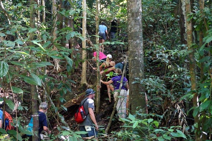Dawn and Dusk Rainforest Hike in Langkawi: Guided 3-Hour Trek photo 4