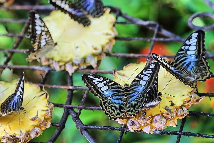 Entopia & Tropical Spice Garden Tour — Butterflies, Spices, and Coastal Views in Penang photo 3