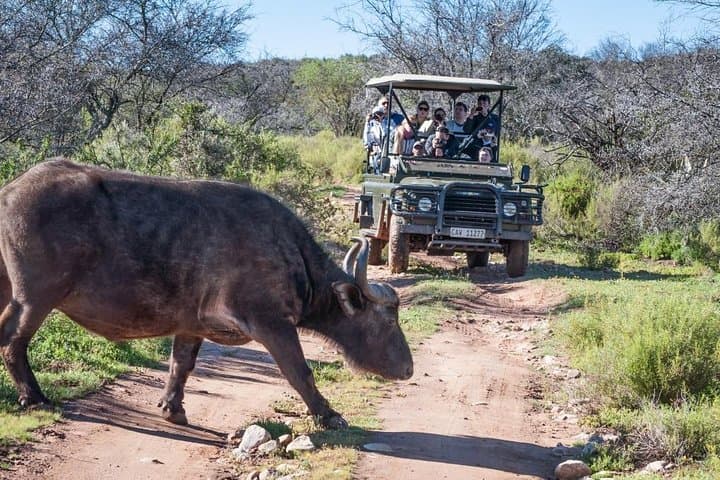 Karoo Bush Safari: 2-Hour Game Drive with Swartberg Views photo 4