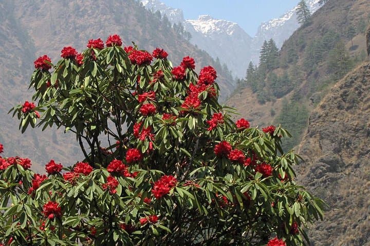 Manaslu Circuit Trek: High-Pass Himalayan Journey from Kathmandu to Larkya La photo 4