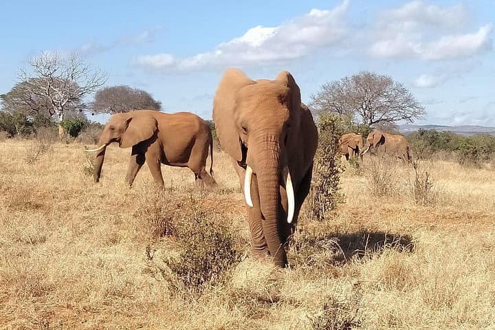 Cream of Kenya: 18-Day Big Five Safari & Wildebeest Migration Experience