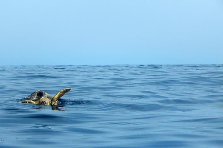 Akumal Marine Turtle Snorkel and Jungle Cenote Private Tour photo 6