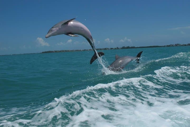 Key West Dolphin and Snorkel Experience: Explore Coral Reefs and Sunset Cruises photo 5