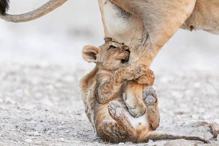 6-Day Tanzania Camping Safari: Serengeti, Ngorongoro & Tarangire Game Drives photo 6