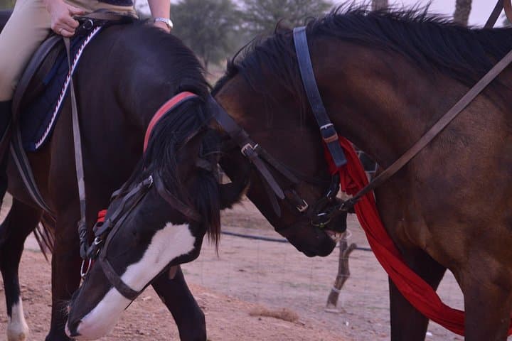 Jaipur Marwari Horse Safari — Village Ride Through the Aravallis photo 4