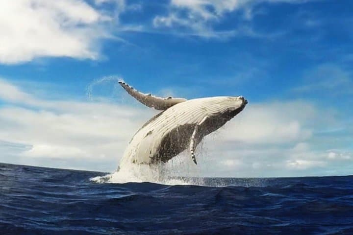 Samana Whale Watching and Cayo Levantado Catamaran Tour with Local Lunch photo 3
