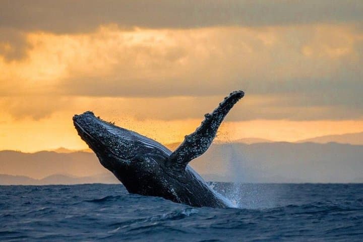 Whale Watching from Samaná to Cayo Levantado — Day Tour to the Humpback Sanctuary photo 1