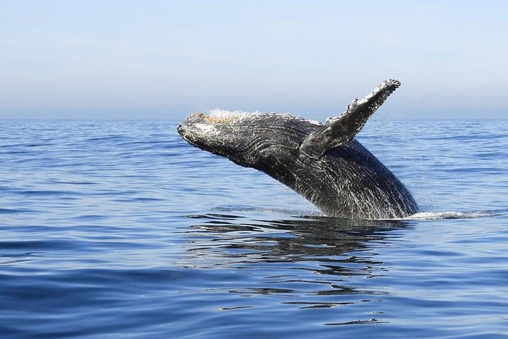 Samana Whale Watching and Cayo Levantado Catamaran Tour with Local Lunch photo 4