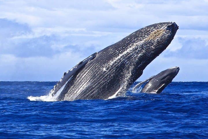 Samana Whale Watching and Cayo Levantado Catamaran Tour with Local Lunch photo 6