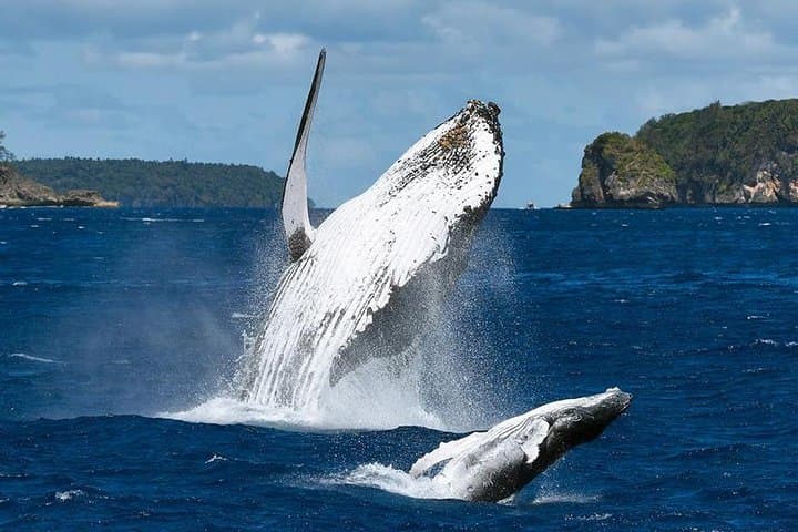 Samana Whale Watching and Cayo Levantado Catamaran Tour with Local Lunch photo 5