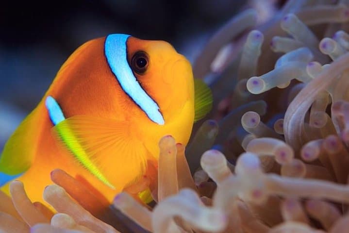 Tahiti Discovery Dive: Two-Site Introductory Lagoon Experience