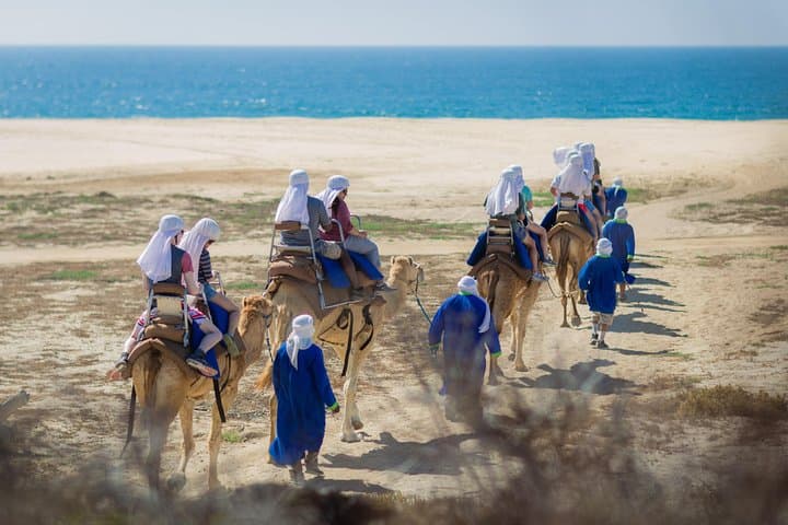 Cabo Camel Safari: Beach Ride, Mexican Buffet & Tequila Tasting photo 5