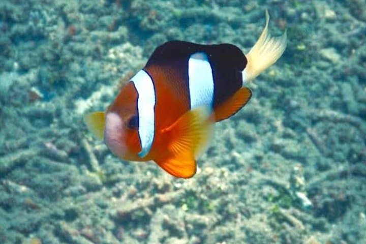 Blue Lagoon Snorkeling in Padangbai — All‑Inclusive Bali Day Trip photo 5