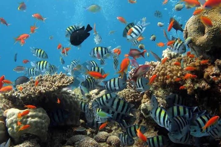 Bali Snorkeling at Blue Lagoon & Tanjung Jepun: Day Trip from Padangbai