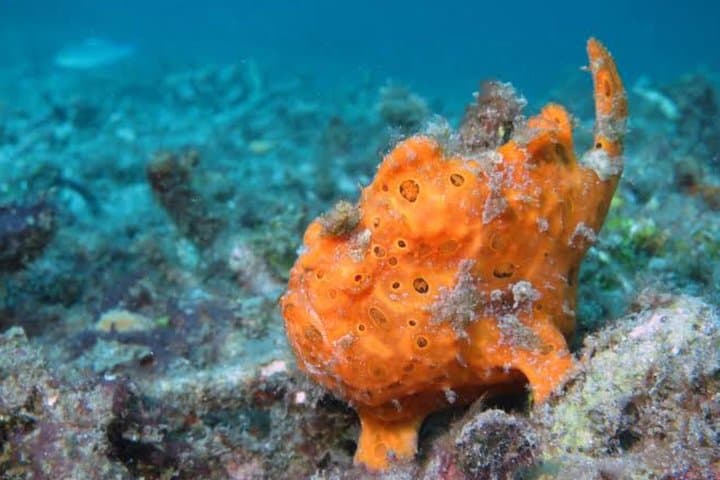 Bali Snorkeling at Blue Lagoon & Tanjung Jepun: Day Trip from Padangbai photo 2