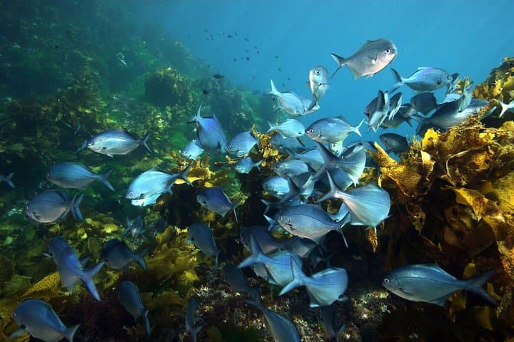 Poor Knights Dive Charter: Explore New Zealand’s Underwater Arches and Sponge Gardens photo 3