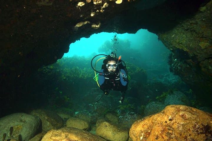 Poor Knights Dive Charter: Explore New Zealand’s Underwater Arches and Sponge Gardens photo 4