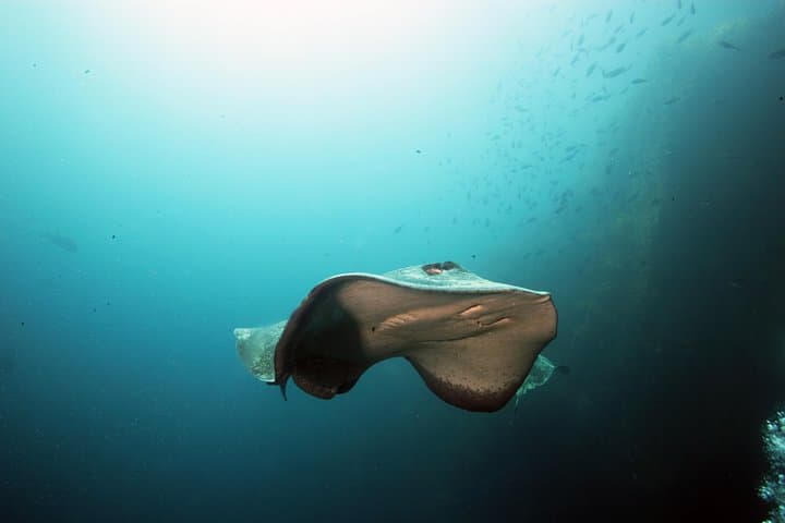 Poor Knights Dive Charter: Explore New Zealand’s Underwater Arches and Sponge Gardens photo 6