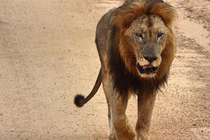 Private 4-Day Kruger Safari from Nelspruit: Big Five, Panorama Route & Transfers