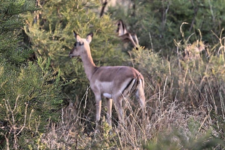 Private 4-Day Kruger Safari from Nelspruit: Big Five, Panorama Route & Transfers photo 2