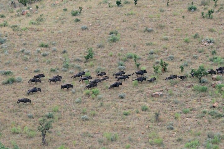 Private 4-Day Kruger Safari from Nelspruit: Big Five, Panorama Route & Transfers photo 3