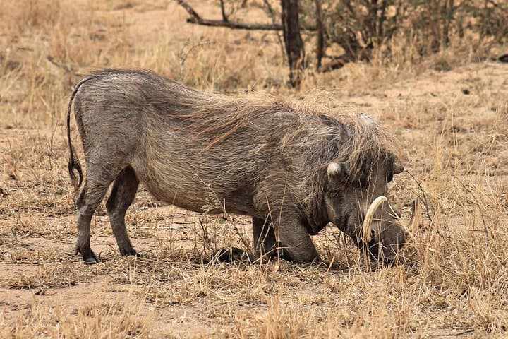 Private 4-Day Kruger Safari from Nelspruit: Big Five, Panorama Route & Transfers photo 4