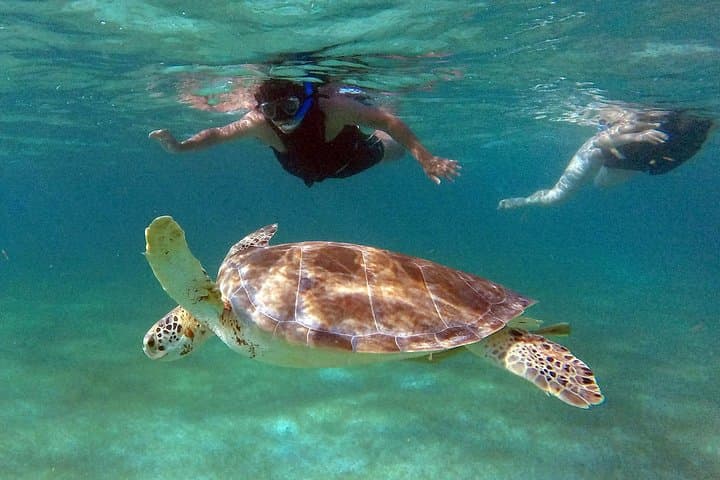 Private Akumal Sea Turtle Encounter and Yal-Ku Lagoon Snorkel photo 5