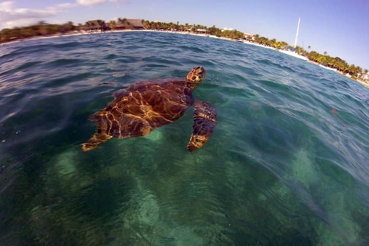 Private Akumal Sea Turtle Encounter and Yal-Ku Lagoon Snorkel photo 4