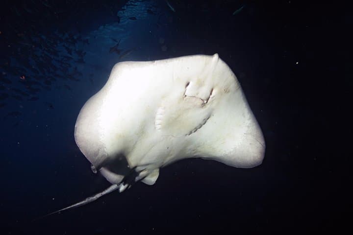 Full-Day Scuba Dive Charter to Hen Island — Hen & Chicken Islands NZ Dive Adventure photo 6