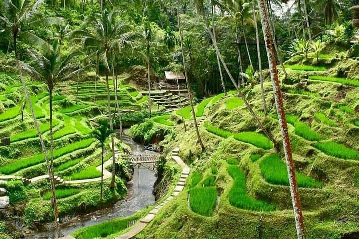 6-Day Best of Bali & Nusa Penida Private Tour — Ubud, Nusa Penida, Mount Batur photo 3