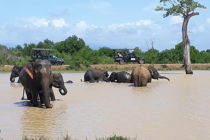 Udawalawe Safari Day Tour from Kandy — Elephant Encounters & Jeep Safari photo 3