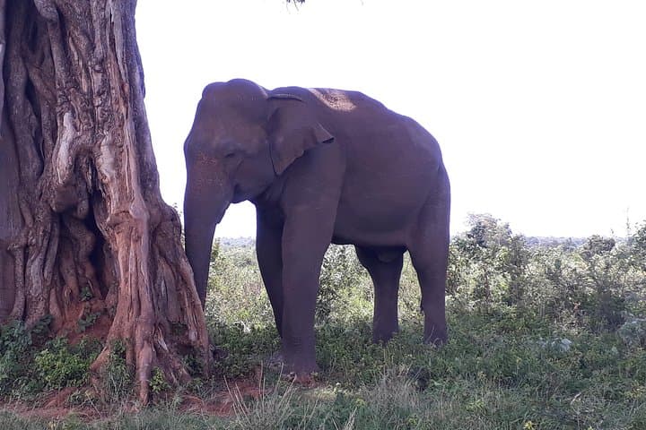 Udawalawe Safari Day Tour from Kandy — Elephant Encounters & Jeep Safari photo 4