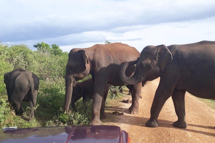 Udawalawe Safari Day Tour from Kandy — Elephant Encounters & Jeep Safari photo 1