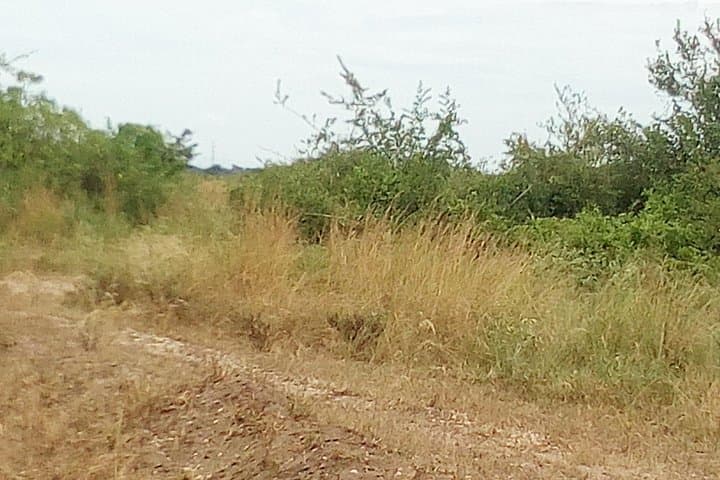 Amazing Primate Safaris: 2-Day Chimpanzee Tracking in Kibale National Park photo 2