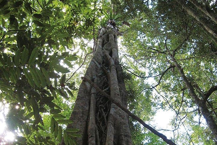 Natural Bridge Glow Worm Night Tour — Springbrook Rainforest from Gold Coast photo 4