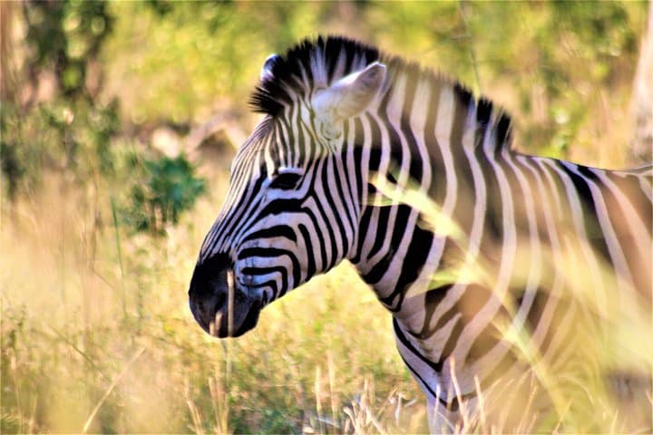 Morning Kruger National Park Safari: Half-Day Game Drive from Hazyview photo 3