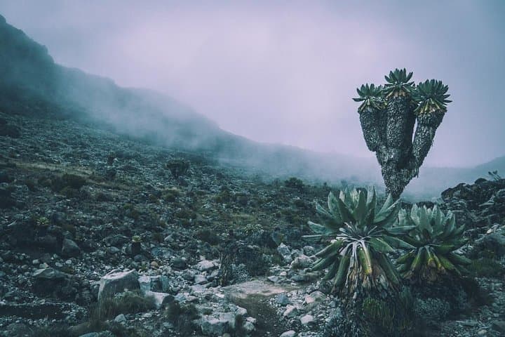 Kilimanjaro Rongai Route: A 7-Day North-Side Summit Guide photo 3