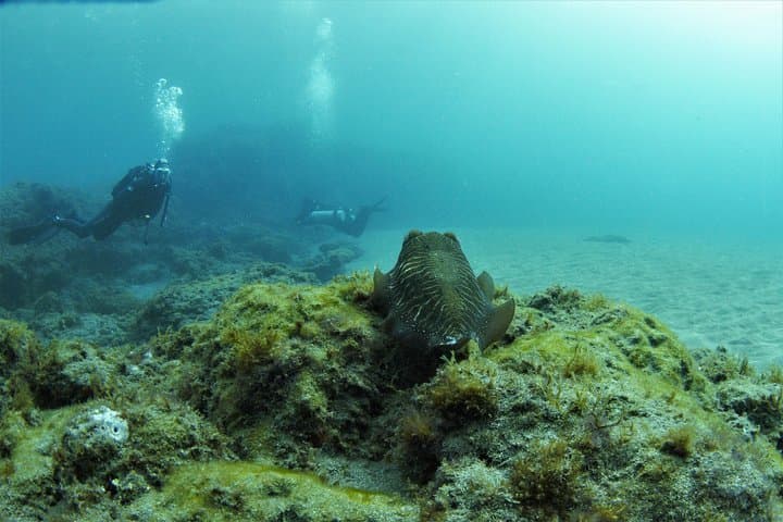 Gran Canaria 3-Day, 6-Dive Scuba Package — Reefs & Wrecks Across the Island photo 2