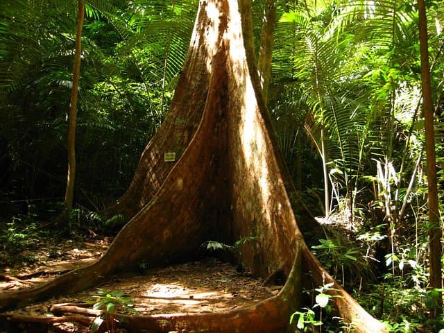 Full-Day Krabi Rainforest Discovery: Hot Springs, Emerald Pool & Tiger Cave Temple photo 3