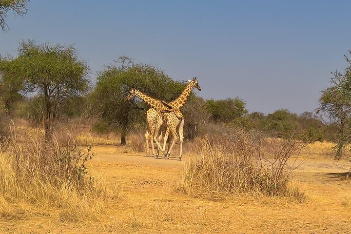 Zakouma Safari: Remote Wildlife Encounters in Chad's Wild East