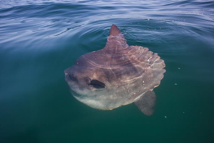 Sea Kayak Chapman's Peak & Karbonkelberg: Guided Hout Bay Ocean Paddle photo 2