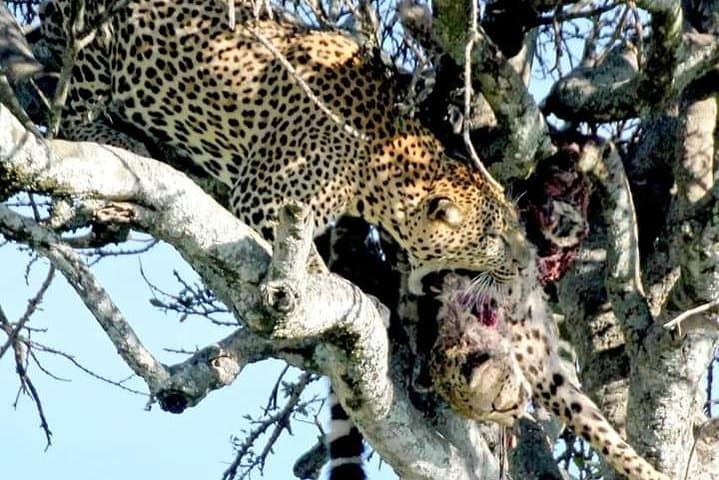 Ngorongoro Manyara Tarangire: 2-Day Private Safari from Arusha photo 2
